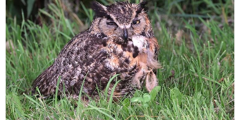 Down the Garden Path: Owls in Illinois