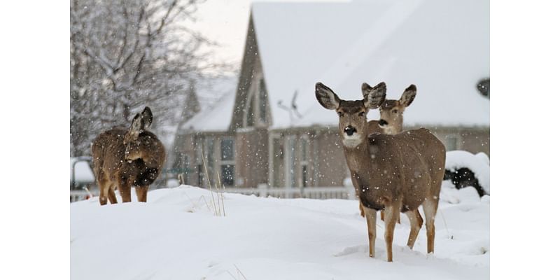 See wildlife in your neighborhood? Here’s when you should report it to Utah DWR