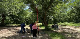 UTEP Team to Investigate Climate Change Impact on Pecan Orchards