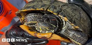 Totton: Rogue terrapin found at Southern Water treatment plant