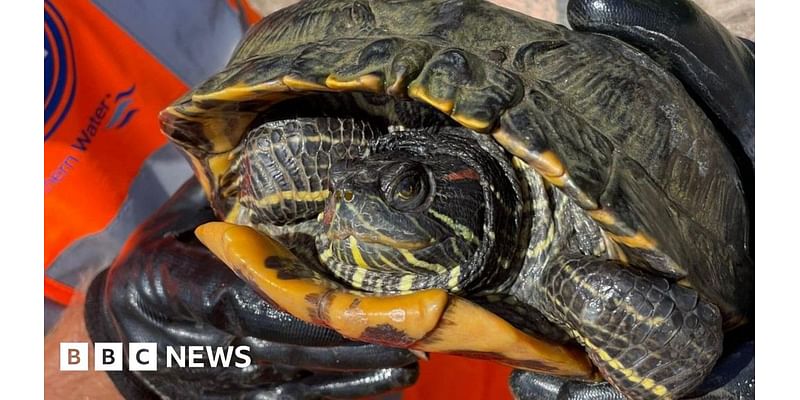 Totton: Rogue terrapin found at Southern Water treatment plant