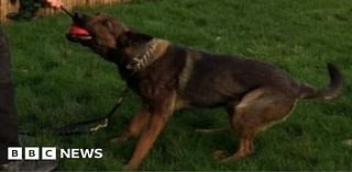 Peta calls for police dogs to be phased out