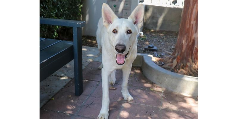 Column: Vaccinating pets is a healthy move for them and the community, too