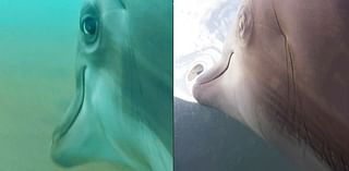 The US Navy Put Cameras on Dolphins And The Results Were Wild