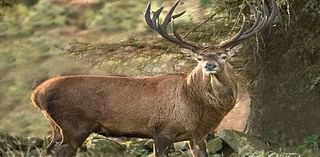 Thousands of Kerry deer culled during 12-month period