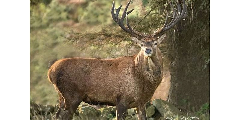 Thousands of Kerry deer culled during 12-month period