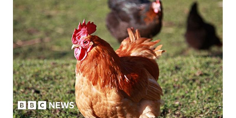 Warning to Isle of Man keepers amid UK bird flu outbreak