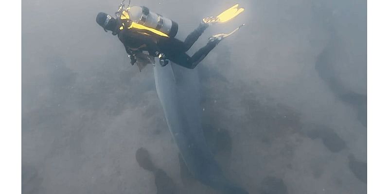 Scuba divers have 'once-in-a-life-time' close encounter with great white shark near Catalina