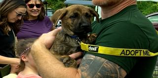 Shelter dogs search for homes in Paws in the Park