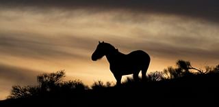 BLM seeks public feedback on wild horse gentling and adoption partnership