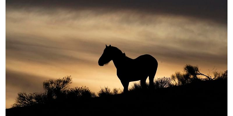 BLM seeks public feedback on wild horse gentling and adoption partnership