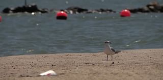 A potential health problem you may not even see while enjoying Texas beaches