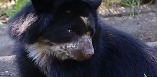 The Philadelphia Zoo's Andean bear is leaving for good next week