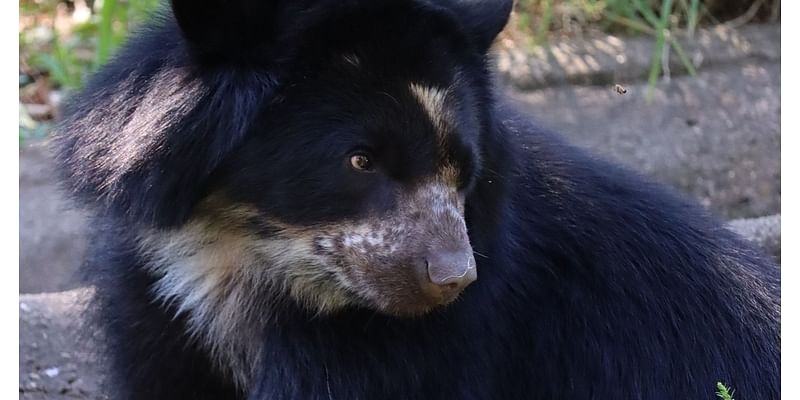 The Philadelphia Zoo's Andean bear is leaving for good next week