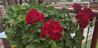 Nebraska gardener has kept geranium alive for 12 years