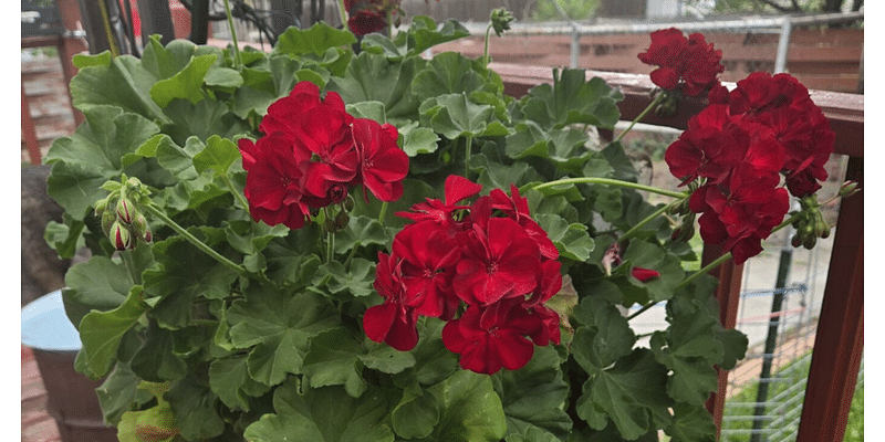 Nebraska gardener has kept geranium alive for 12 years