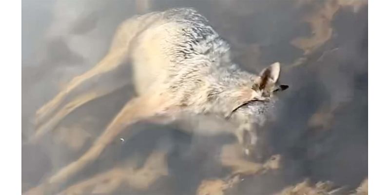 Wisconsin Duck Hunter Claims He Killed Wolf In…