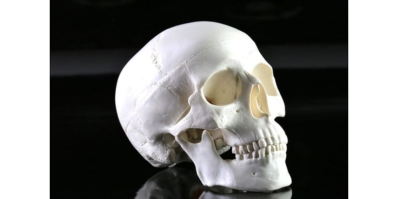 Is it legal to buy human bones online?