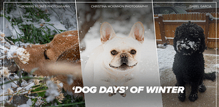 The 'dog days' of winter: Colorado pets and wildlife out in the snowstorm