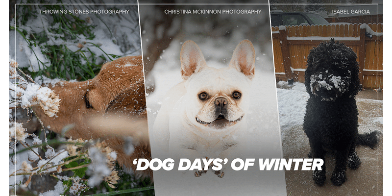 The 'dog days' of winter: Colorado pets and wildlife out in the snowstorm