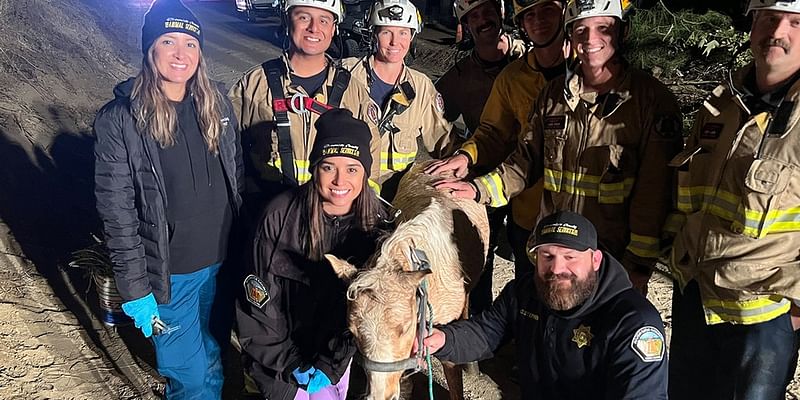 See it: Butter the lucky horse beats the odds in dramatic 60-foot well rescue