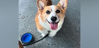 How this clever corgi learned how to understand sign language