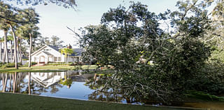 Tampa Bay lost thousands of trees to hurricanes, hitting residents’ wallets, emotions