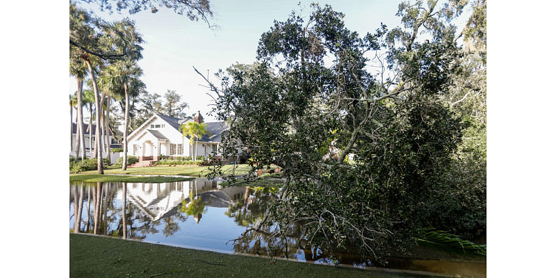 Tampa Bay lost thousands of trees to hurricanes, hitting residents’ wallets, emotions