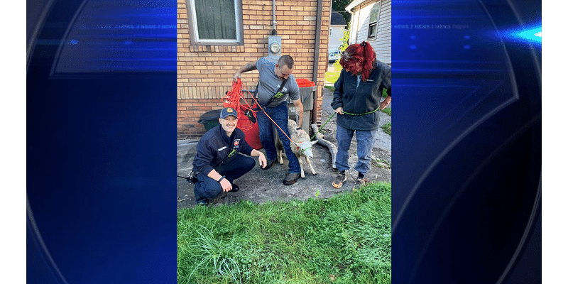 Leo the runaway sheep leads fire department on six-block chase - WSVN 7News