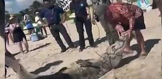 Alligator spotted, removed from South Florida beach