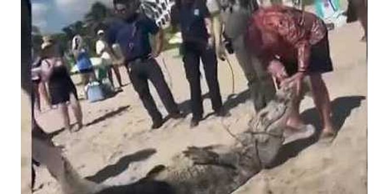 Alligator spotted, removed from South Florida beach