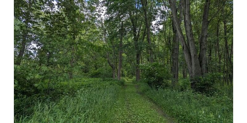 Nonprofit organization creates new public nature preserves to support residents and wildlife: 'Not everyone is able to live on 10 or more acres and have access to green spaces'