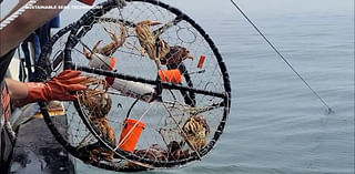 Bay Area fishermen hopeful for Dungeness crab season after successful testing of new type of traps