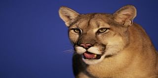 Sighting of mountain lion in Massachusetts confirmed in Goshen