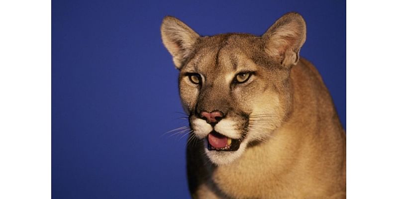 Sighting of mountain lion in Massachusetts confirmed in Goshen