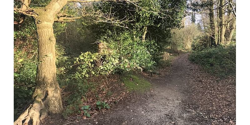 Teenage girl is raped at nature reserve during rush hour as police arrest man, 21, on suspicion of carrying out the attack