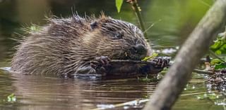 Views sought on wild beavers returning to county