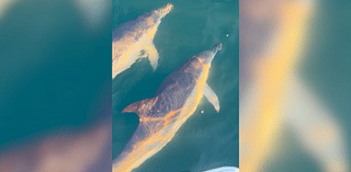 WATCH: Dolphins swim around boat in Newport