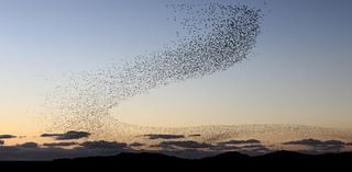 Yes, flocks of birds trapped inside a hurricane can appear on weather radar