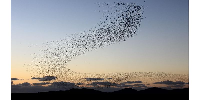 Yes, flocks of birds trapped inside a hurricane can appear on weather radar