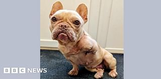 Bridgwater couple given ban after leaving injured puppy to suffer