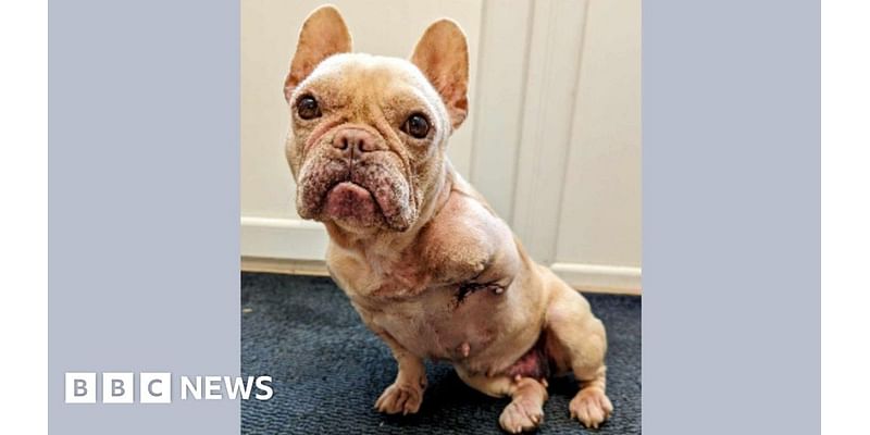 Bridgwater couple given ban after leaving injured puppy to suffer