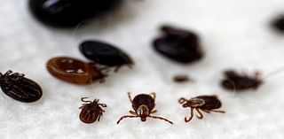 Maine ticks are about to get more active