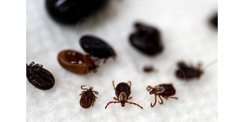 Maine ticks are about to get more active