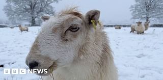 Wales snow brings first 'taste of winter' weather