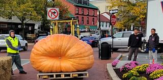 Giant pumpkins are back in Annapolis as fall festivities get underway!