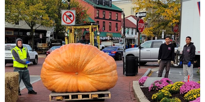 Giant pumpkins are back in Annapolis as fall festivities get underway!