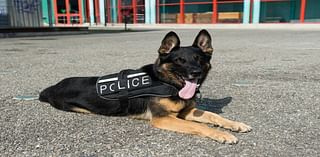 See RivCo's Police Dogs Compete At The Annual K9 Public Safety Fair