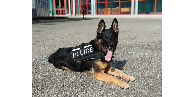 See RivCo's Police Dogs Compete At The Annual K9 Public Safety Fair