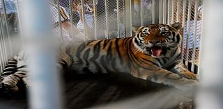 Louisiana leaders discuss getting a second live tiger to bring to LSU football games